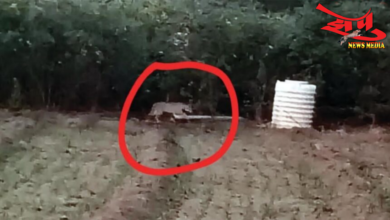 Photo of काळी (दौ.) परिसरात बिबट्याचा धुमाकूळ;वनपरिक्षेत्र अधिकार्‍यांचे जाणीवपूर्वक दुर्लक्ष!