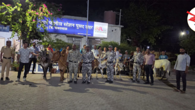 Photo of इंदिरानगर परिसरात १० गोवंश जनावरांना जीवदान; पोलिसांची बेधडक कारवाई!